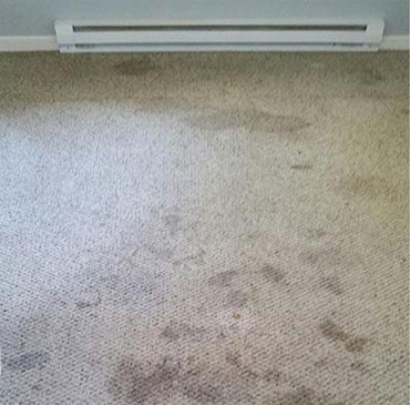 Indiana London On Carpet Steam Clean